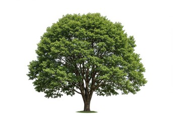 Large deciduous tree isolated white