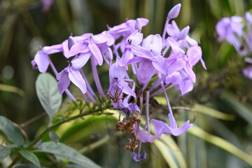 A lynx spider sits on top of a flower of Pseuderanthemum graciliflorum