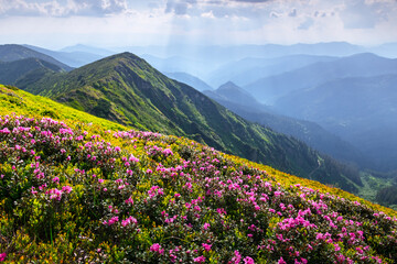 Lush green peaks and vibrant pink rhododendron flowers blanketing the slopes of spring mountains. Picturesque nature photography