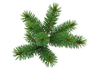 Evergreen branch pine needles vibrant