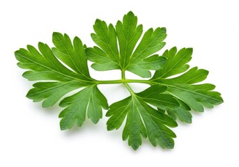 Fresh parsley leaves vibrant green