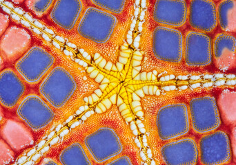 Detail of the underside of a colourful Cushion sea star (Culcita novaeguineae), Ambon, Indonesia, Pacific Ocean. 