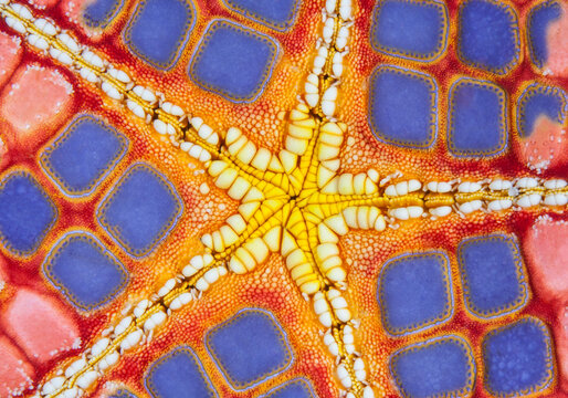 Detail of the underside of a colourful Cushion sea star (Culcita novaeguineae), Ambon, Indonesia, Pacific Ocean. 