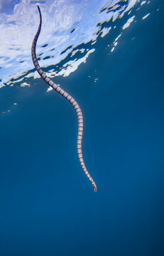 Banded sea krait (Laticauda sp.) swimming close to surface, Raja Ampat, Indonesia, Pacific Ocean. 
