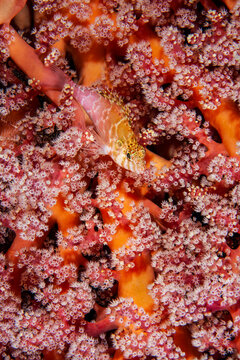 Threadfin hawkfish (Cirrhitichthys aprinus) resting on soft coral (Nephtheidae),Triton Bay, West Papua, Pacific Ocean. 