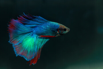 Betta, aqua blue and red color. Siamese fighting fish on dark background.