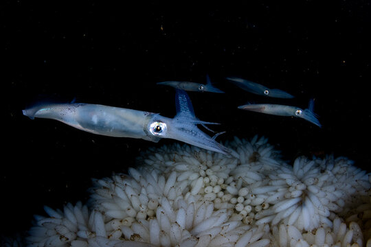 Opalescent inshore squid (Doryteuthis opalescens) female, laying eggs, Vancouver Island, British Columbia, Canada, Pacific Ocean. 