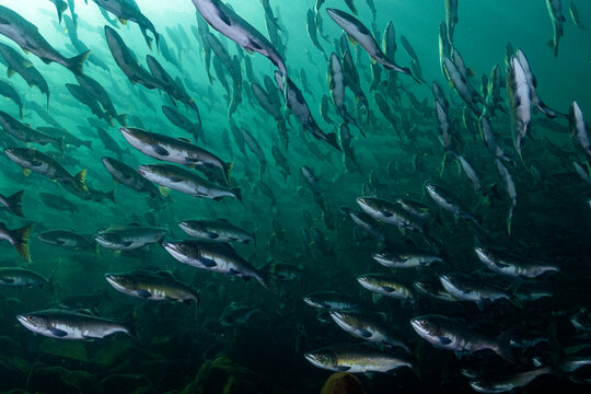 Pink salmon (Oncorhynchus gorbuscha) huge shoal migrating up the Campbell River, Vancouver Island, British Columbia, Canada. 