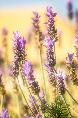 Blooming blue bugleweed in spring. Closeup view of herbaceous flowering plants on green pasture. Natural background