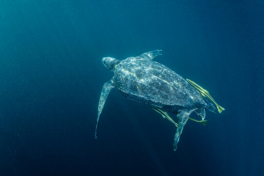 Leatherback sea turtle (Dermochelys coriacea) swimming underwater accompanied by three Remoras (Remora sp.), Kei Islands, Moluccas, Indonesia, Banda Sea, southwest Pacific Ocean. 