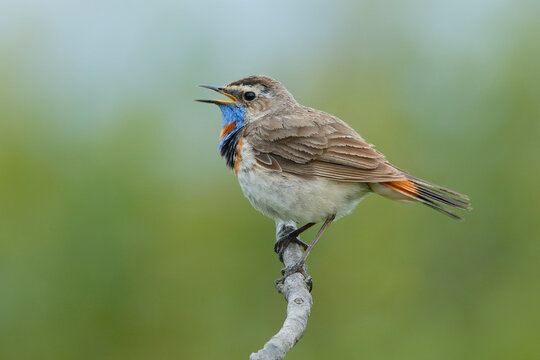 Fototapeta Bluethroat (Luscinia svecica) male, perched on branch singing, Varanger, Norway. July. 