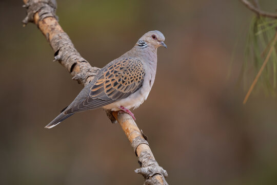 Turtle dove (Streptopelia turtur) perched on a branch, La Rioja, Spain. August. 