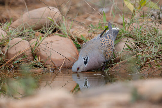 Turtle dove (Streptopelia turtur) drinking at a pool, La Rioja, Spain. August. 