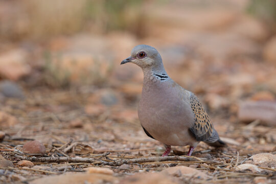 Turtle dove (Streptopelia turtur) standing on the ground, La Rioja, Spain. August. 