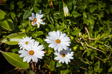 Bright white daisies bloom amidst lush green foliage, their delicate petals radiating under the warm sunlight, creating a vibrant and serene natural scene that embodies the beauty of spring