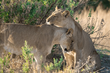 lioness in the savannah, Animal of africa