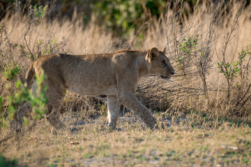 lioness in the savannah, Animal of africa