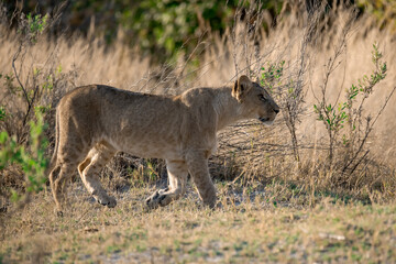 Naklejka premium lioness in the savannah, Animal of africa