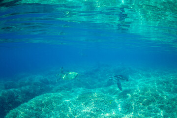 アオウミガメ　小笠原　東京都