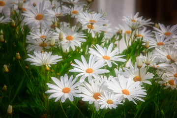 Natural background a vibrant garden scene with white daisies in full bloom, bathed in sunlight. The lush green foliage contrasts beautifully with the delicate petals