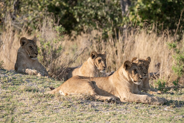 lioness in the savannah, Animal of africa