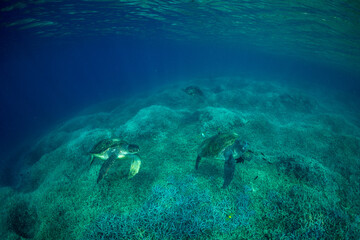 アオウミガメ　小笠原　東京都