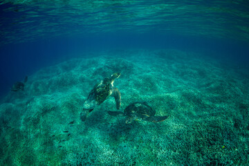 アオウミガメ　小笠原　東京都