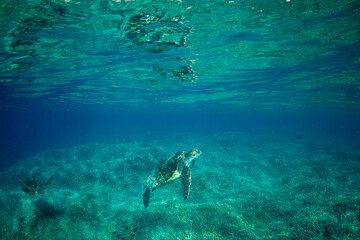 Fototapeta premium アオウミガメ 小笠原 東京都