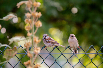 Vogelpaar auf einem Gartenzaun