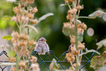 Kleiner Spatz sitzt auf dem Gartenzaun