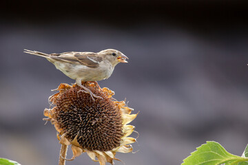 Spatz sitzt auf Sonnenblume