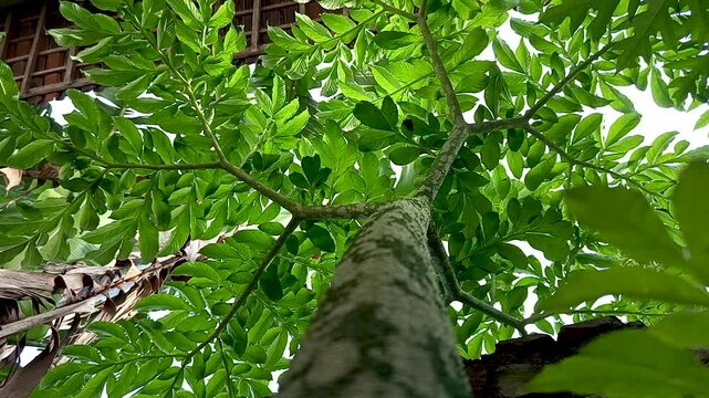 Amorphophallus paeoniifolius or suweg plant, one of the herbal plants, which can maintain the health of the digestive organs in the body.