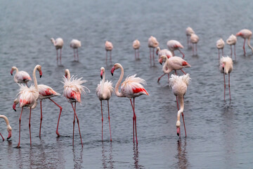 Fenicottero rosa in africa botswana