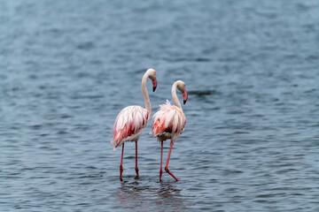 Fenicottero rosa in africa botswana