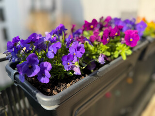 Colourful mixed Viola Cornuta pansy flowers in decorative flower pot in balcony terrace garden	