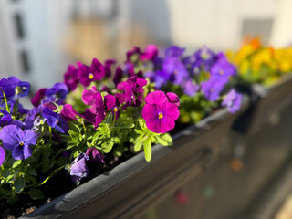 Colourful mixed Viola Cornuta pansy flowers in decorative flower pot in balcony terrace garden	