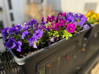 Colourful mixed Viola Cornuta pansy flowers in decorative flower pot in balcony terrace garden	