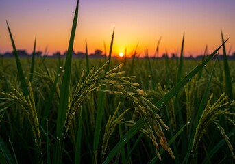 Fototapeta premium Sunrise illuminates dew-kissed rice paddy warm golden hues. AI Generated