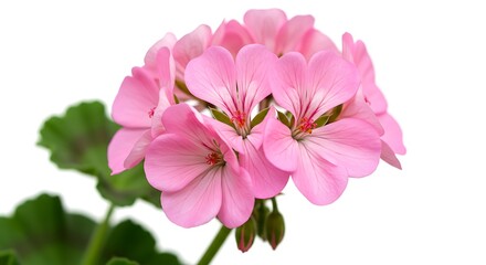 Fototapeta premium Delicate Pink Geranium Bloom AI Generated