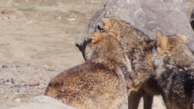 Wild wolves sprinting around their zoo habitat in slow motion, showcasing their powerful strides and instinctive energy.