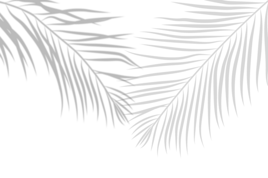 shadow of tropical branches and leaves on transparent background
