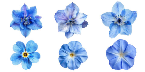 Collection of six delicate blue flowers isolated transparent background perfect for floral designs