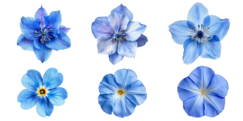 Collection of six delicate blue flowers isolated transparent background perfect for floral designs