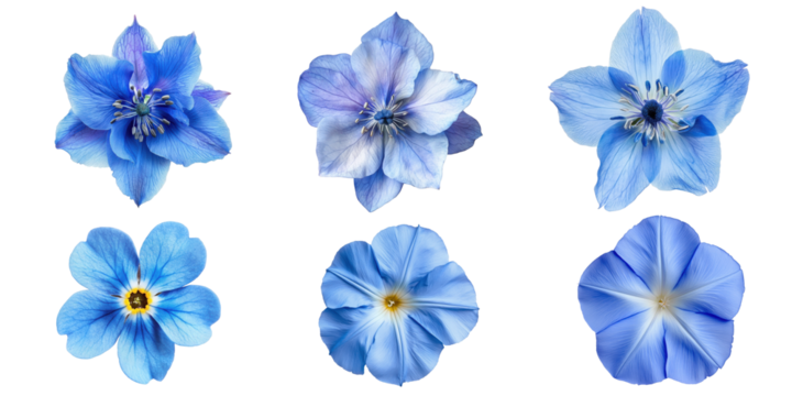 Collection of six delicate blue flowers isolated transparent background perfect for floral designs