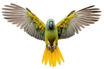 Senegal parrot animal bird wing.