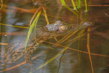 Portrait of a baby Nile crocodile (Crocodylus niloticus) in a water channel in the Okavango delta