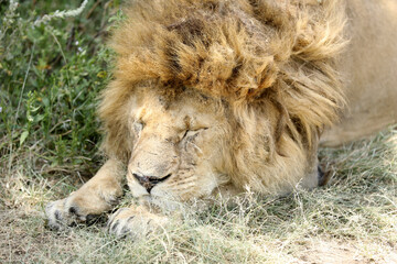 schlafender Löwe © codo97