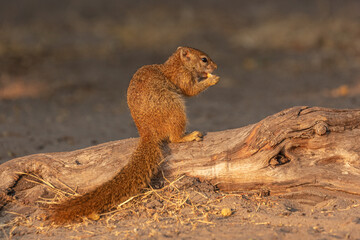  Smith's Bush squirrel (Paracerus cepapi) eating food, Bwabwata National Park Namibia