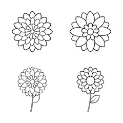 A Set Of chrysanthemum flower line art Vector Illustration