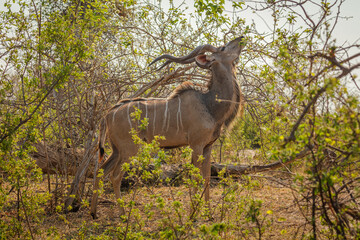 Greater Kudu (Tragelaphus strepsiceros) male foraging on the leaves of a shrub